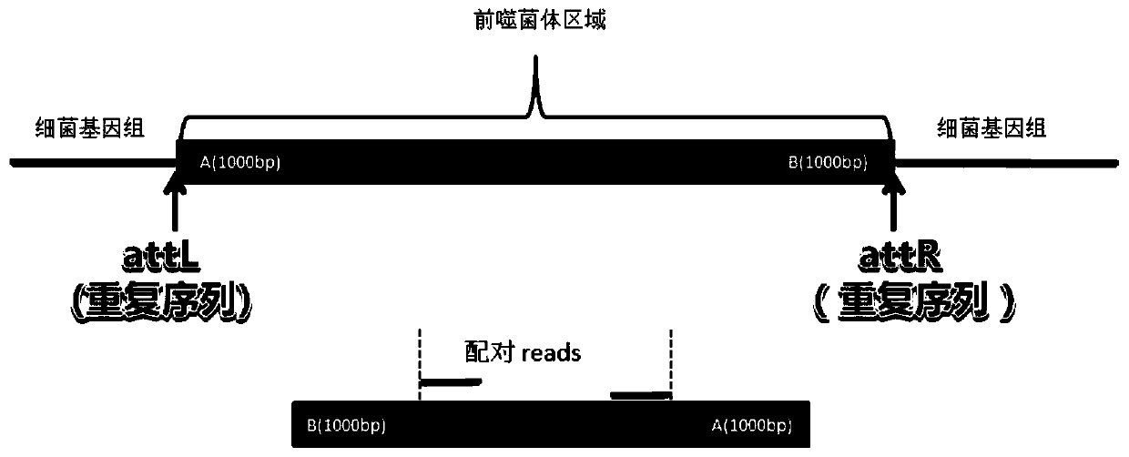 Detection method for functional prophage as well as location and sequence thereof in bacteria