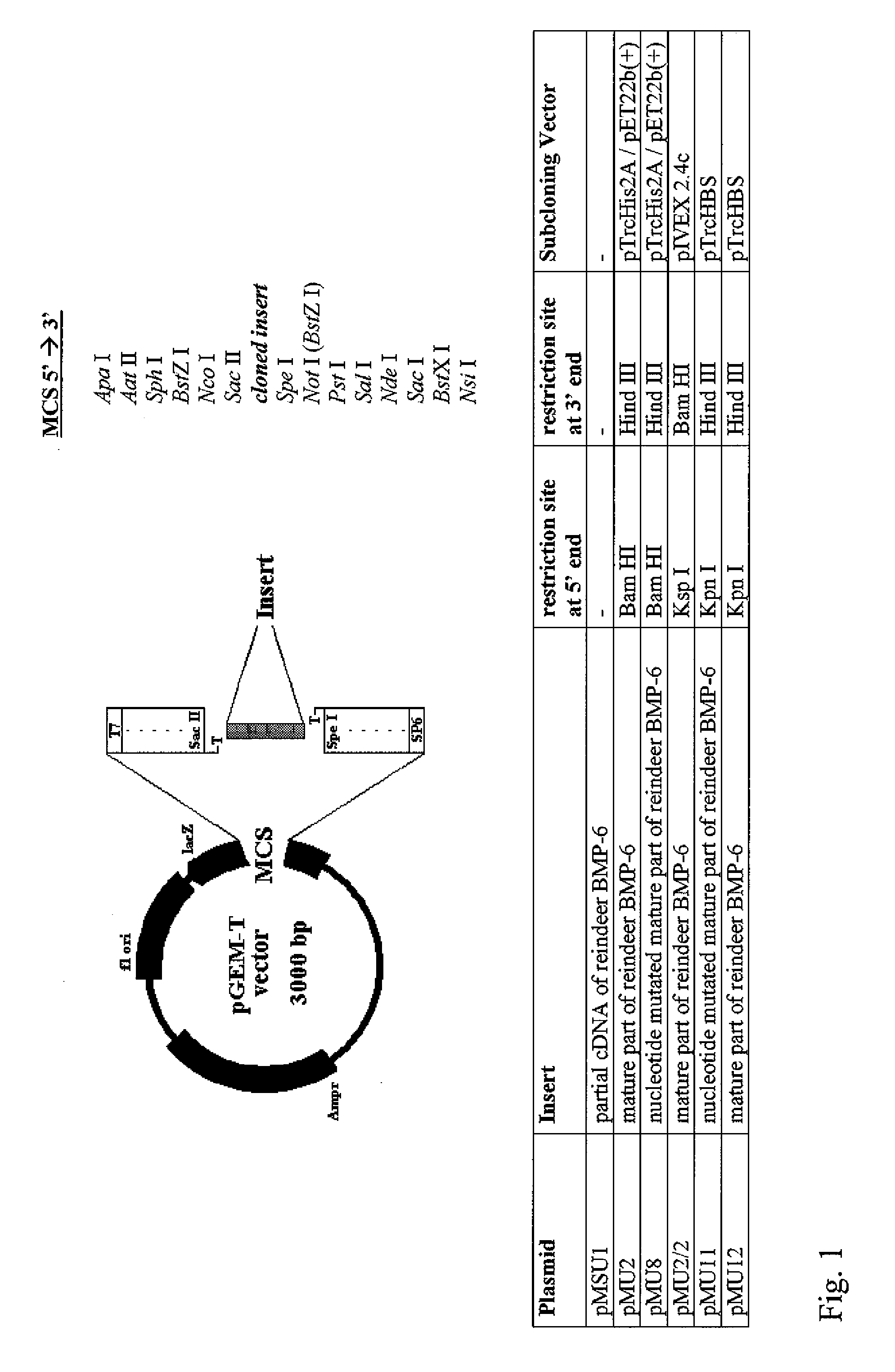 Bone morphogenetic proteins containing a heparin binding site and osteogenic devices and pharmaceutical products containing thereof