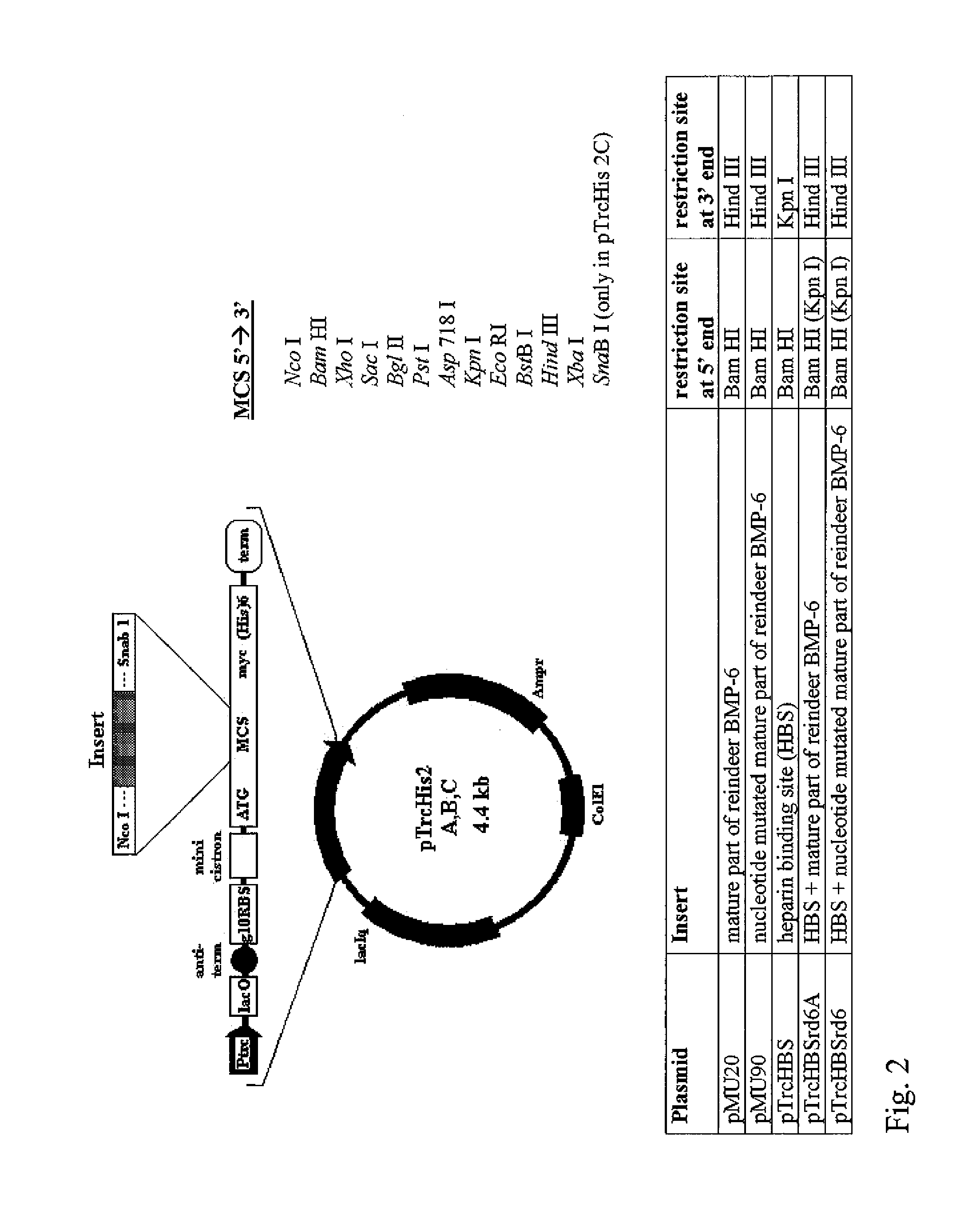 Bone morphogenetic proteins containing a heparin binding site and osteogenic devices and pharmaceutical products containing thereof