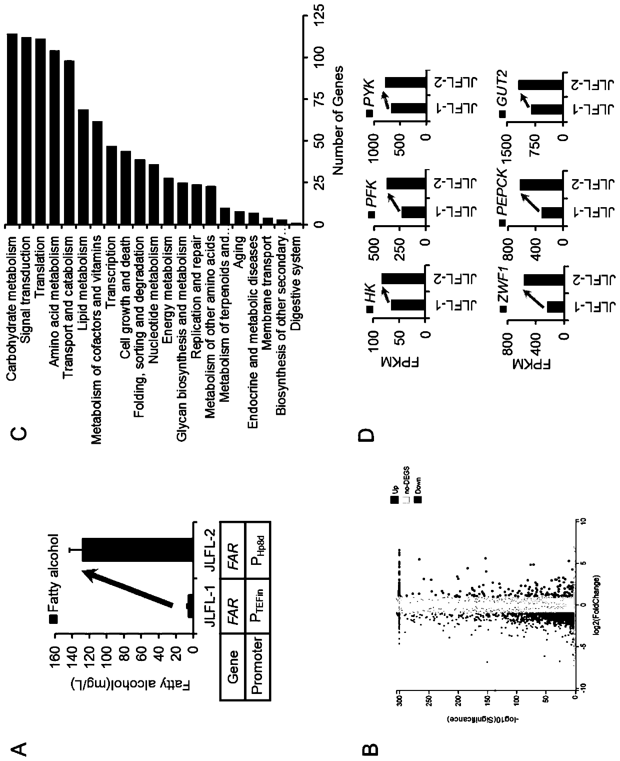 Application of glycometabolism and lipid metabolism for improving synthetic yield of fatty acid derivatives by yarrowia