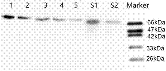 Anti-FtsH2 protein monoclonal antibody and application thereof