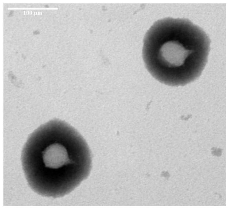 Vibrio parahaemolyticus lytic bacteriophage vB_VpP_DE17 and application thereof