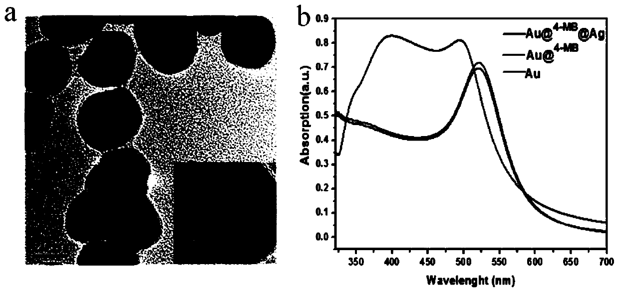 Method of constructing SERS spectral probe for detecting breast cancer marker EGFR phosphorylated tyrosine