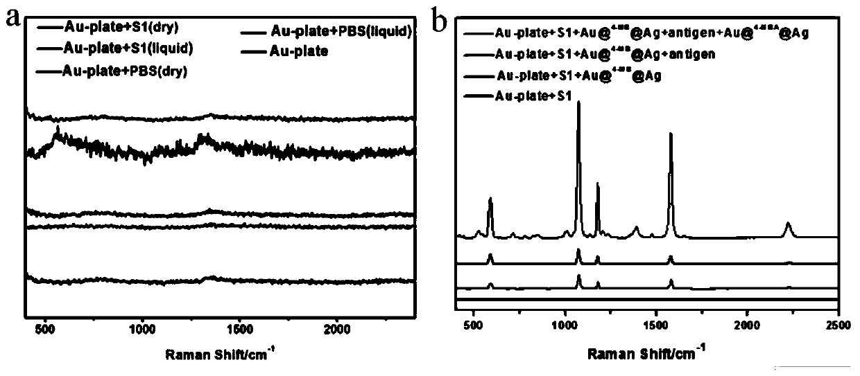 Method of constructing SERS spectral probe for detecting breast cancer marker EGFR phosphorylated tyrosine