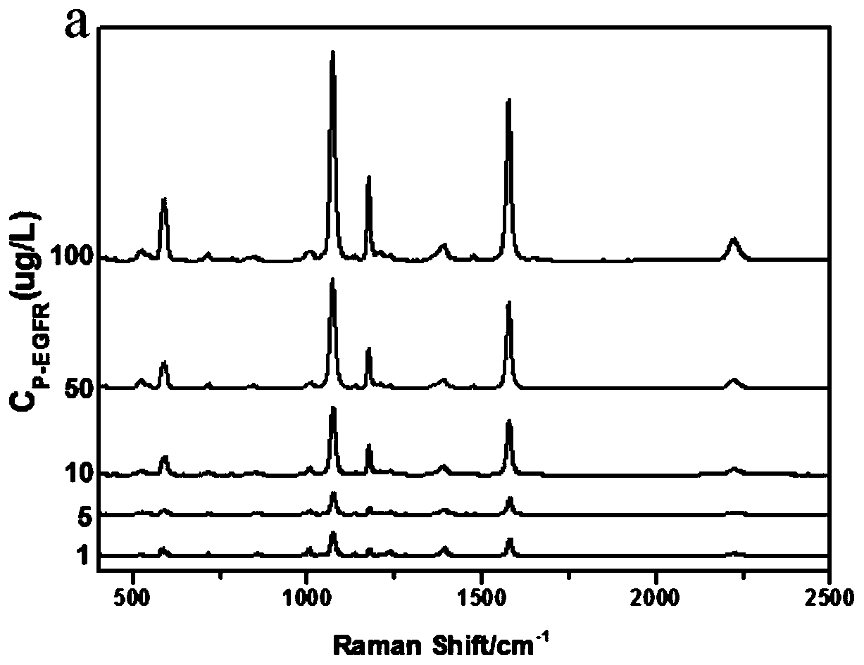 Method of constructing SERS spectral probe for detecting breast cancer marker EGFR phosphorylated tyrosine