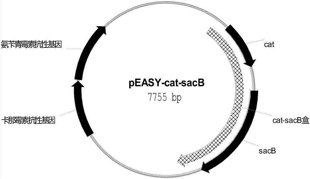 Escherichia coli recombination strain for producing levodopa as well as construction method and application thereof