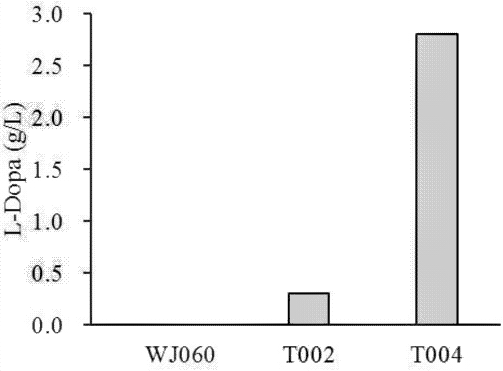 Escherichia coli recombination strain for producing levodopa as well as construction method and application thereof