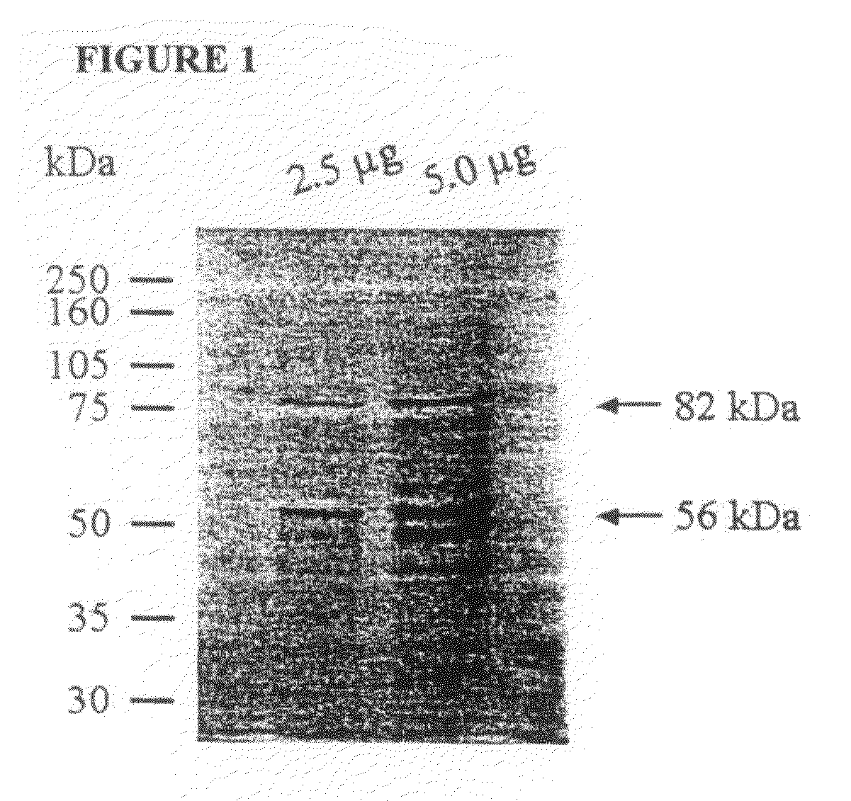 Nucleic acids encoding recombinant 56 and 82 kDa antigents from gametocytes of Eimeria maxima and their uses