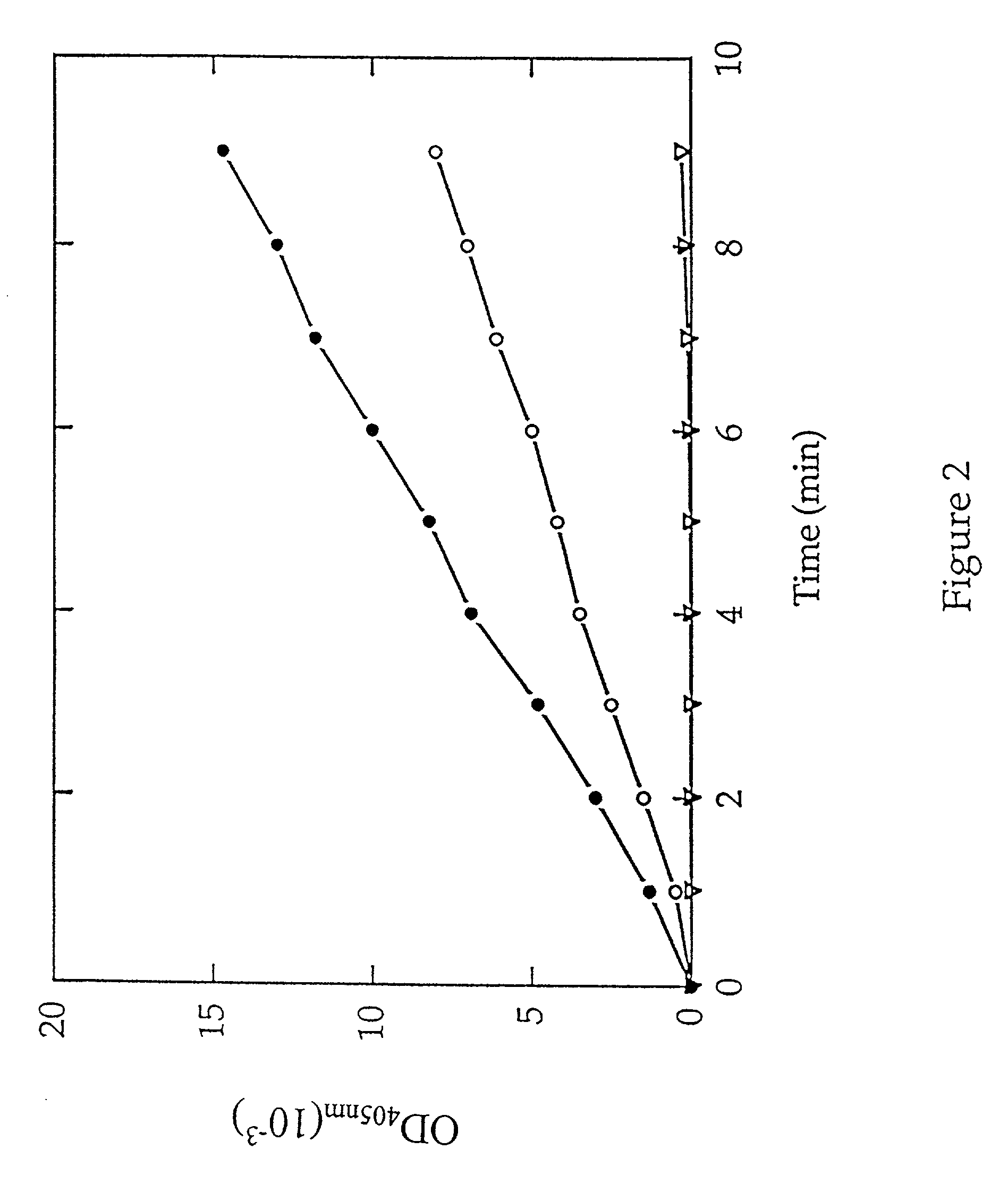 Methods for identifying inhibitors of methionine aminopeptidases