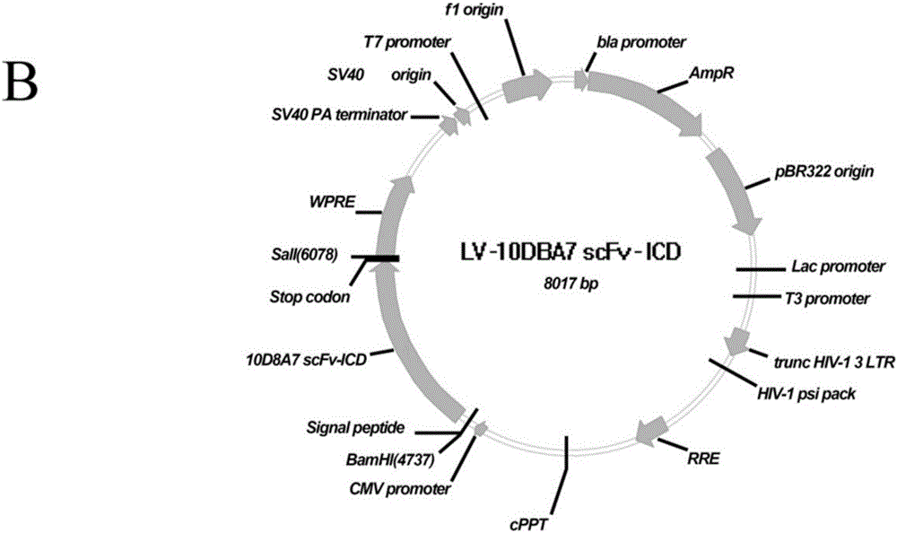 Human IL1RAP (IL-1 receptor accessory protein) specific CAR (chimeric antigen receptor) and application thereof