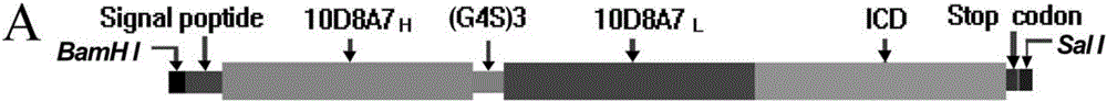 Human IL1RAP (IL-1 receptor accessory protein) specific CAR (chimeric antigen receptor) and application thereof