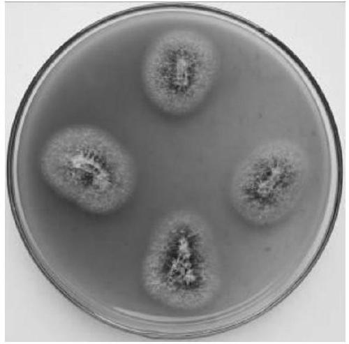 A kind of composite antibacterial agent and its application method