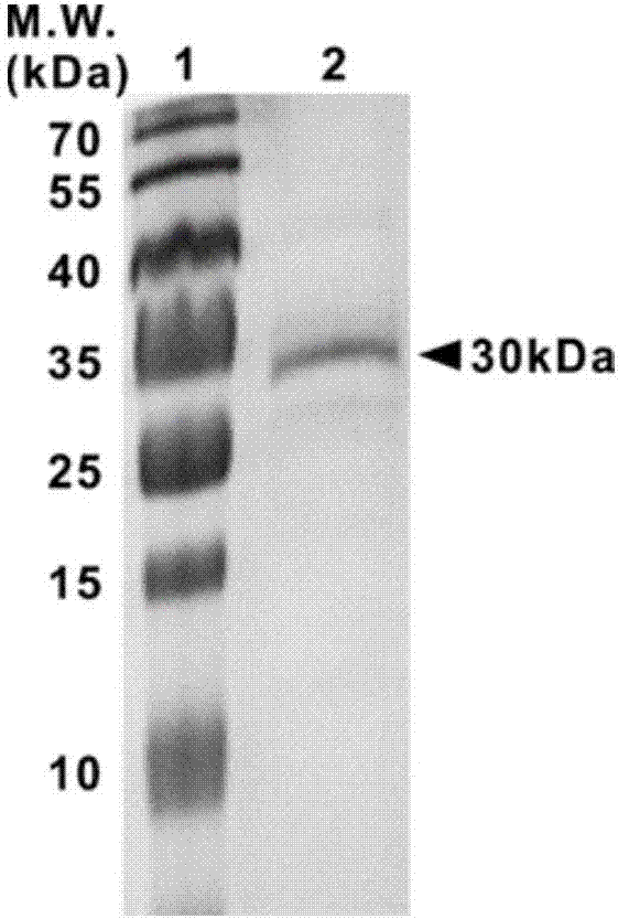 Synchronous X-ray visible imaging tag and preparation method thereof