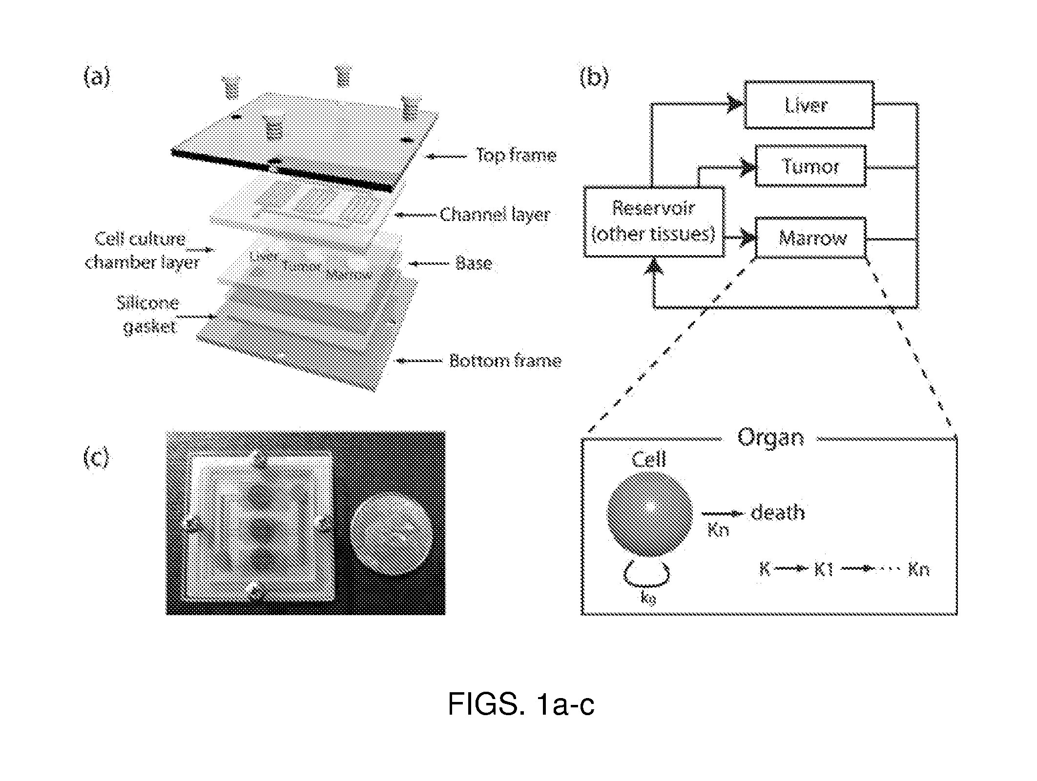 Microfluidic device for pharmacokinetic-pharmacodynamic study of drugs and uses thereof