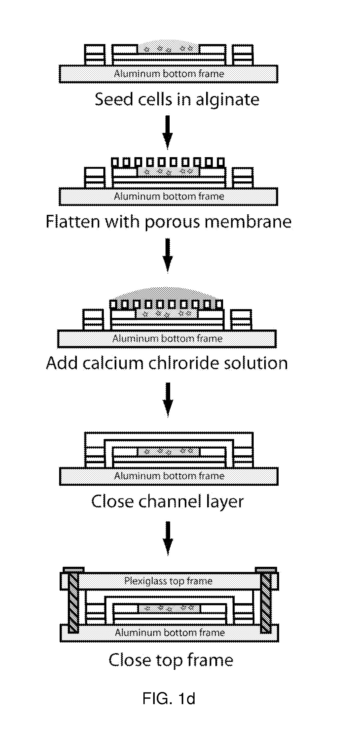 Microfluidic device for pharmacokinetic-pharmacodynamic study of drugs and uses thereof