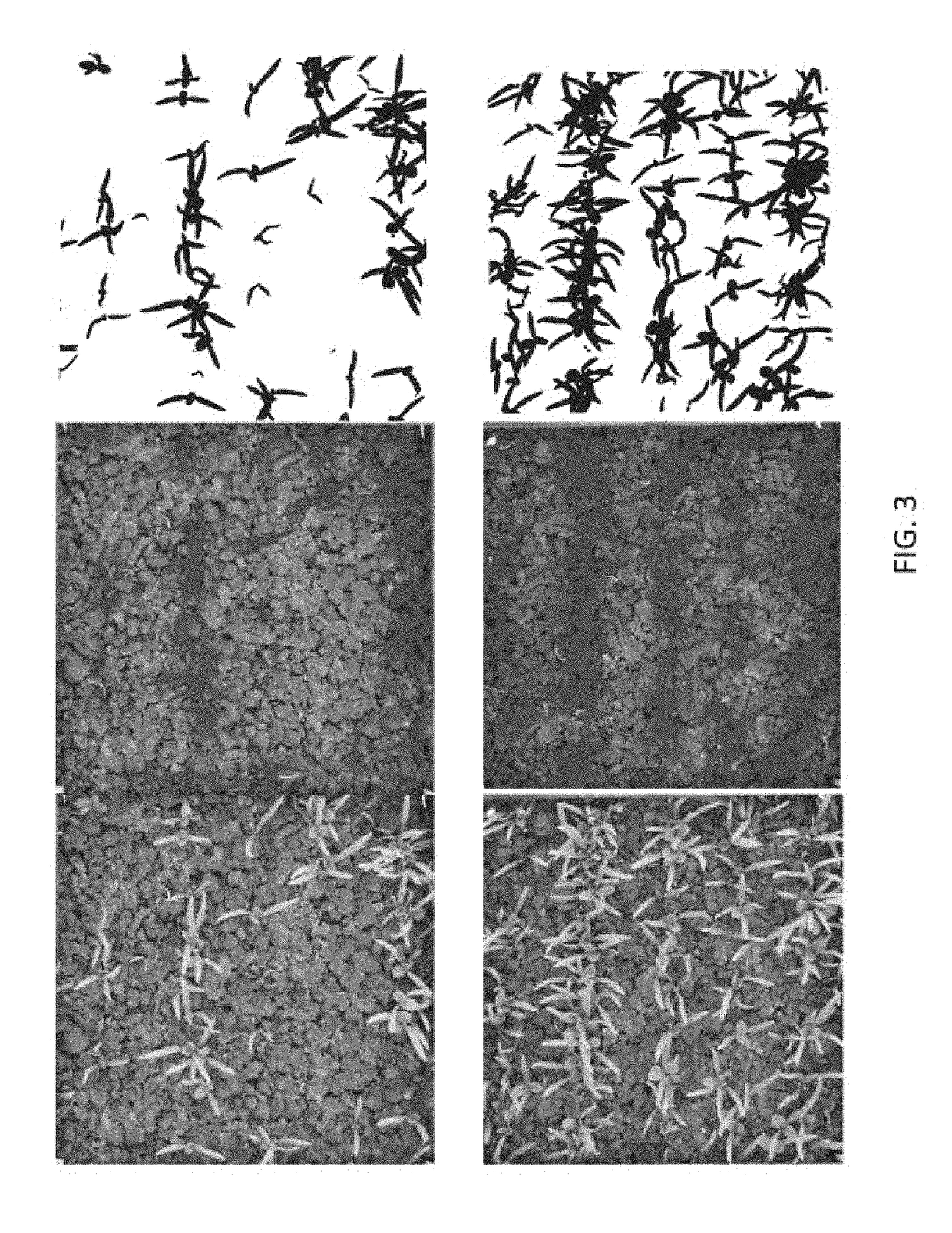 Anti-fungal seed treatment formulations, treated seeds, and methods