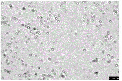 Prawn feed containing rhodobacter capsulatus strain and application thereof