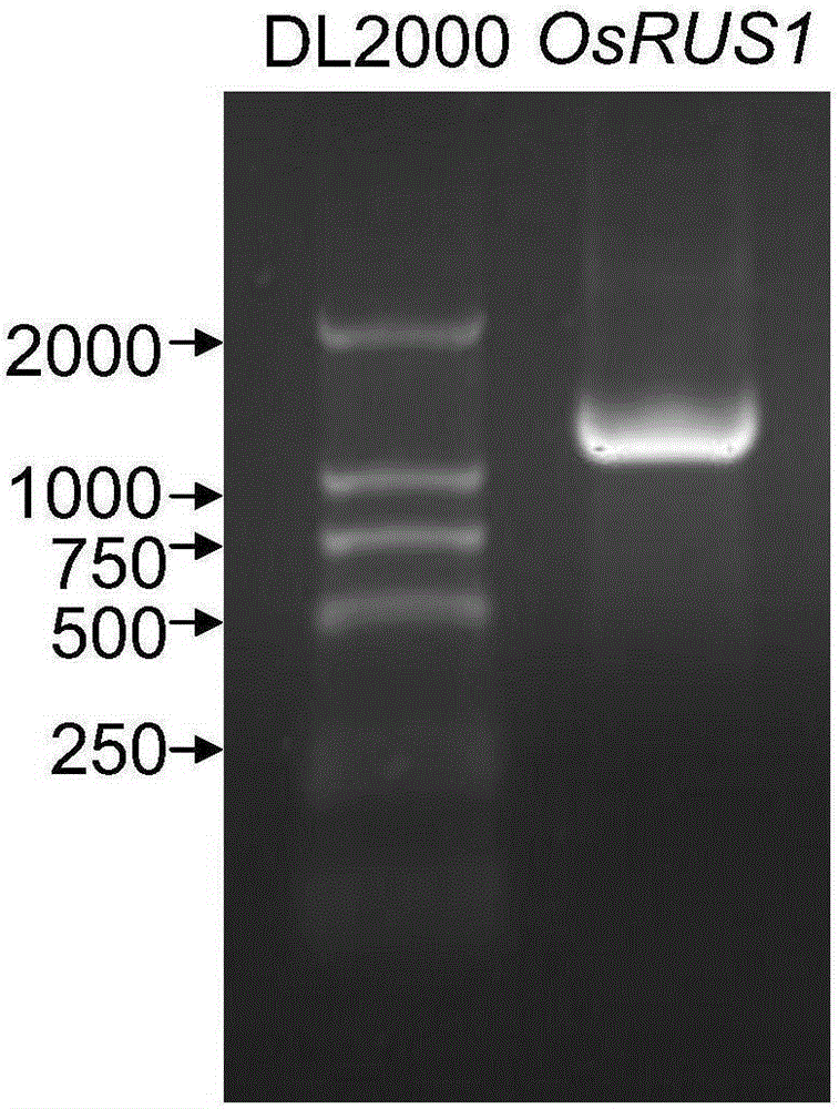 OsRUS1 protein and application of encoding genes thereof in control of tiller angle and tiller number of rice