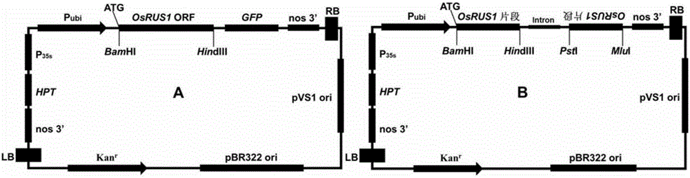 OsRUS1 protein and application of encoding genes thereof in control of tiller angle and tiller number of rice