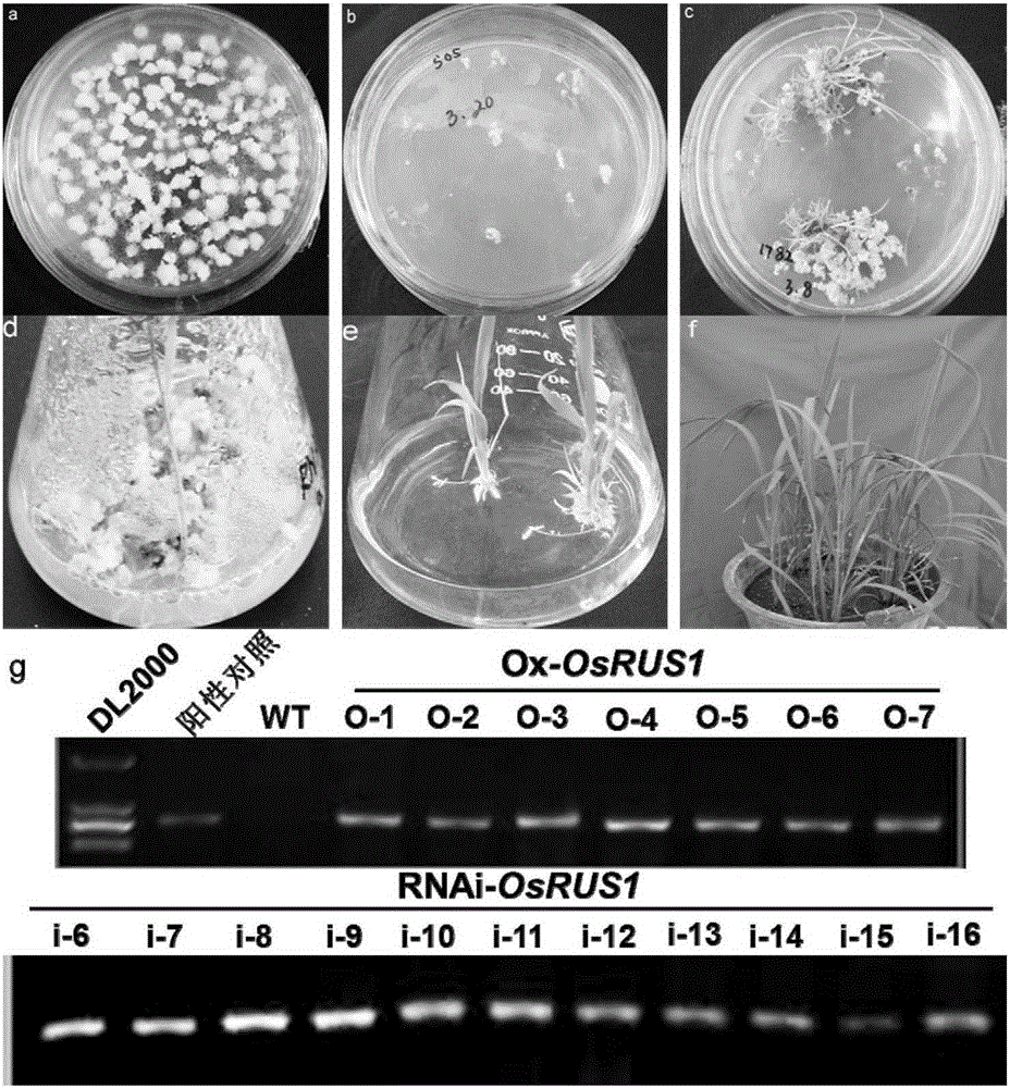 OsRUS1 protein and application of encoding genes thereof in control of tiller angle and tiller number of rice