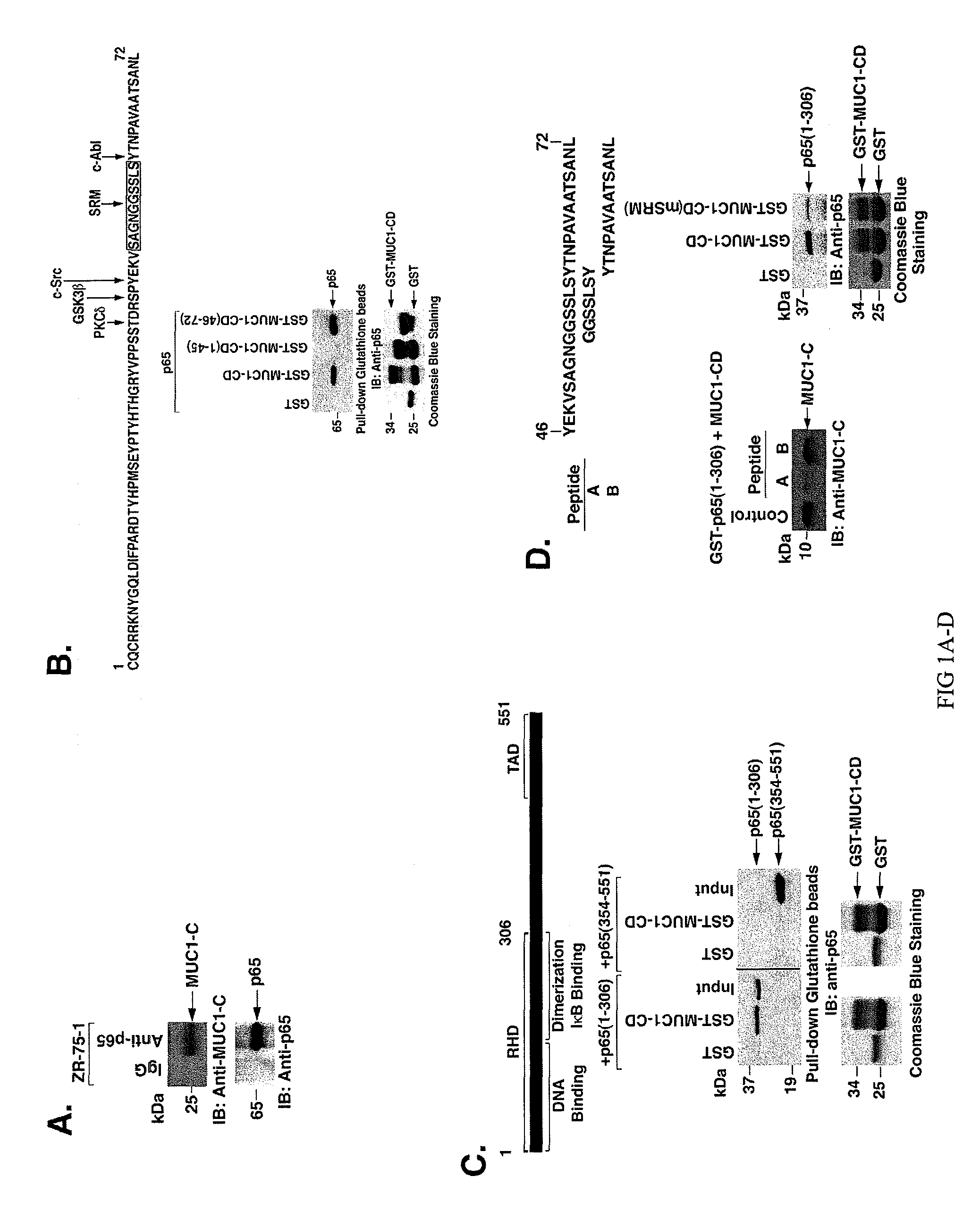 Inhibition of inflammation using antagonists of MUC1