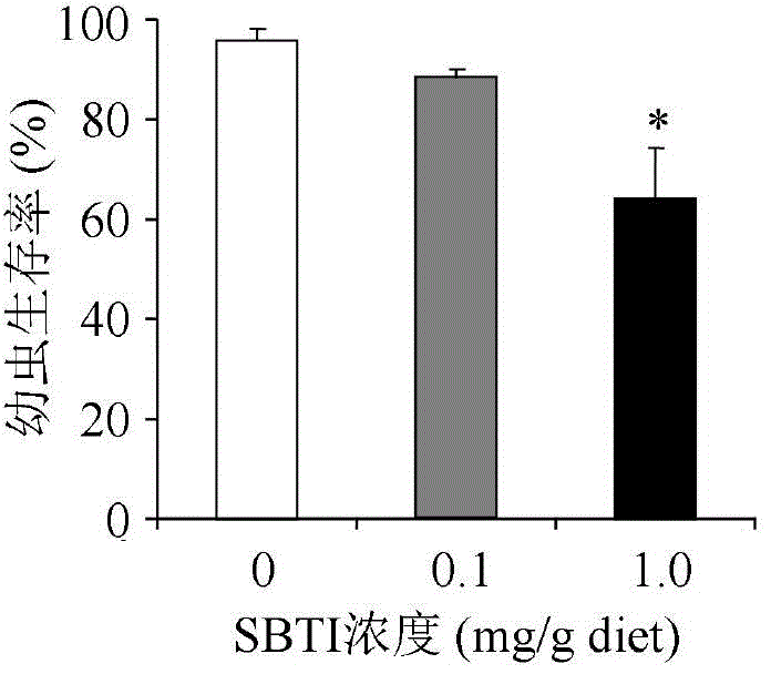 Method for the detection of potential toxicity of gastrotoxic insecticides or genetically modified insecticidal proteins to larvae of Apis mellifera