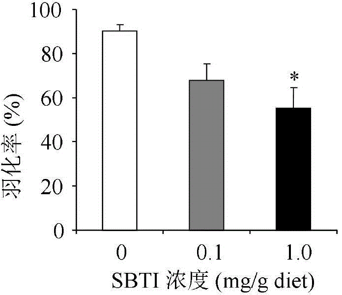 Method for the detection of potential toxicity of gastrotoxic insecticides or genetically modified insecticidal proteins to larvae of Apis mellifera