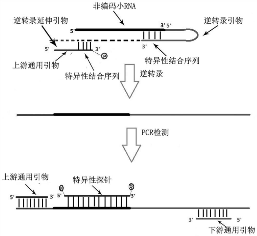 Primer group for detecting non-coding small RNA by multiple fluorescent quantitative PCR based on stem-loop method