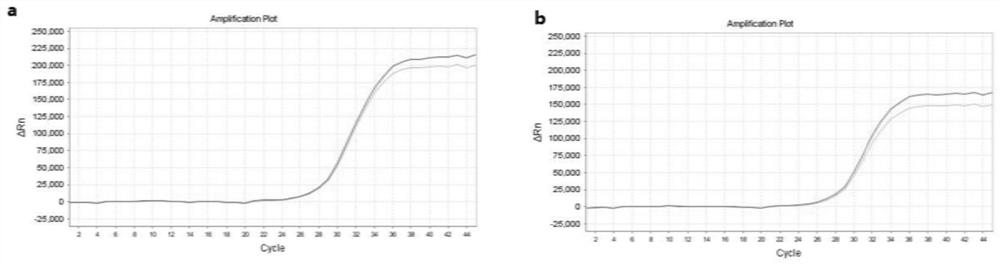 Primer group for detecting non-coding small RNA by multiple fluorescent quantitative PCR based on stem-loop method