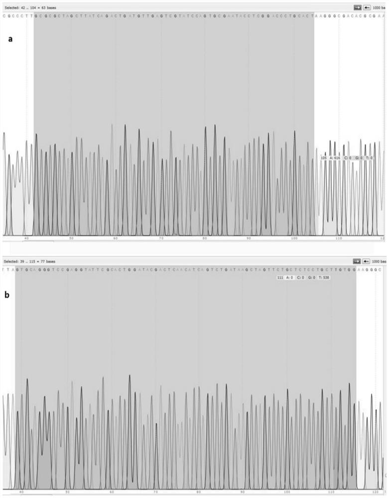 Primer group for detecting non-coding small RNA by multiple fluorescent quantitative PCR based on stem-loop method