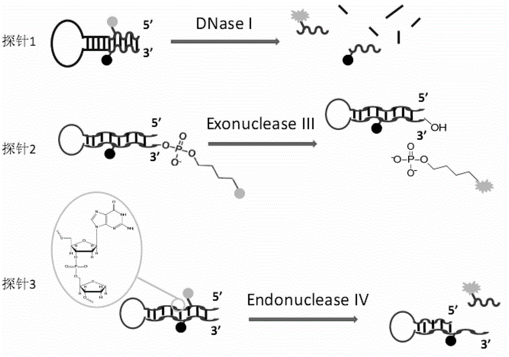 Phosphorthioate-modified oligonucleotide fluorescence probe and application thereof in detection of nuclease