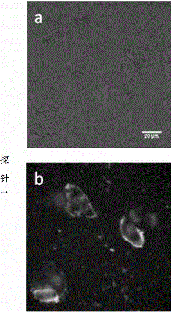 Phosphorthioate-modified oligonucleotide fluorescence probe and application thereof in detection of nuclease