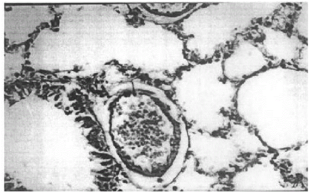 Noninvasive fabricating method for pulmonary fibrosis animal model