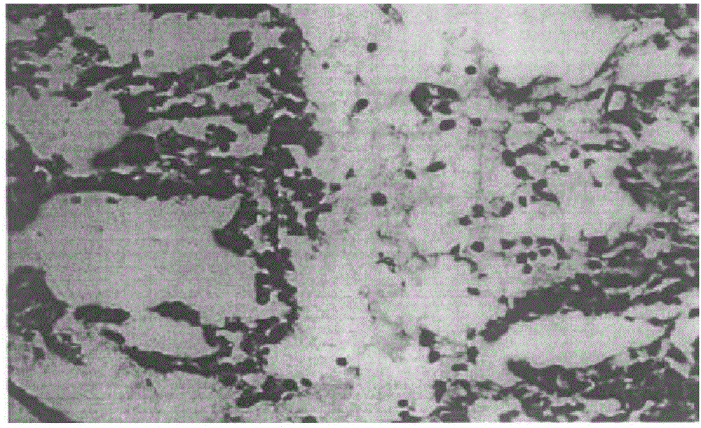 Noninvasive fabricating method for pulmonary fibrosis animal model