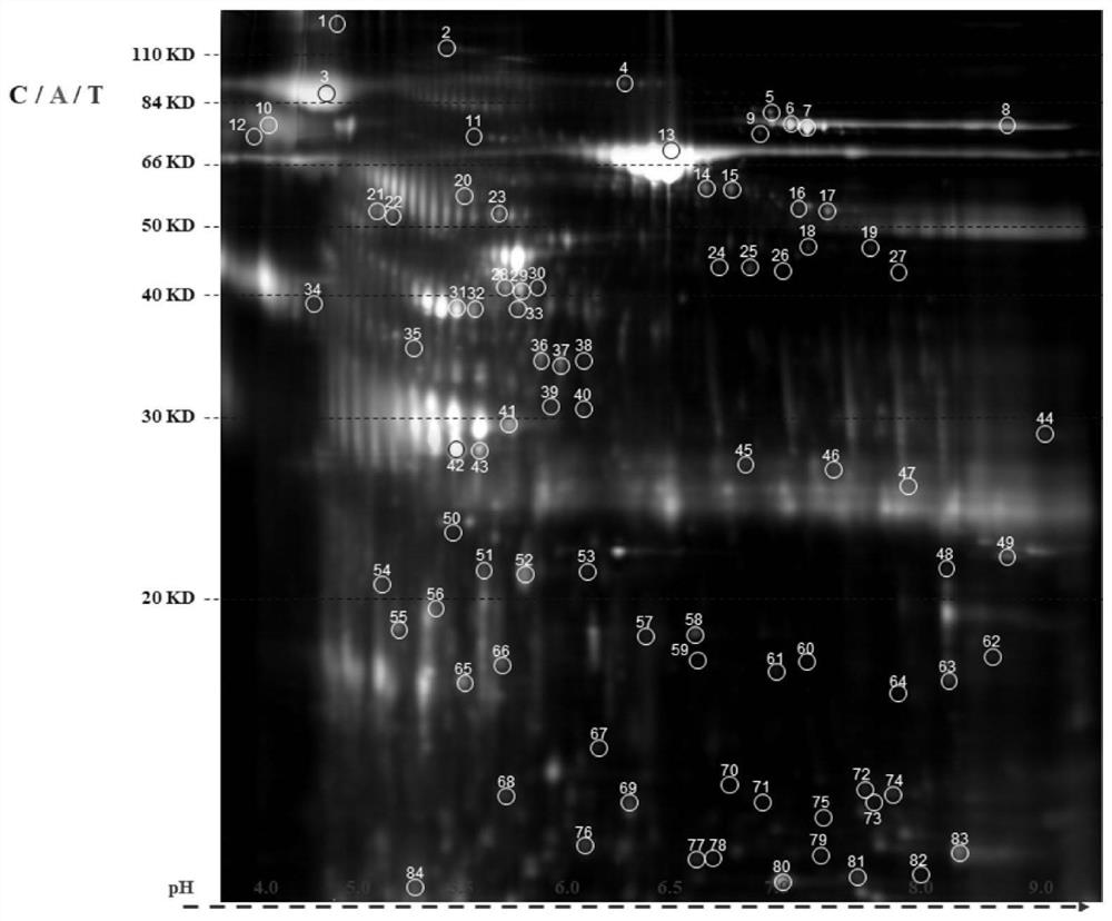 Identification and diagnosis of multi-antigen protein combination applied to tuberculosis