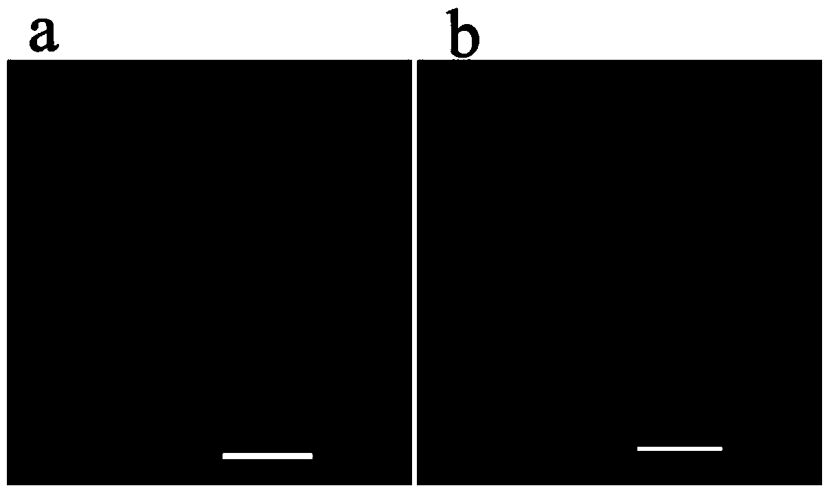 Method for preparing dendritic-polymer-based microarray antibody chip and product thereof