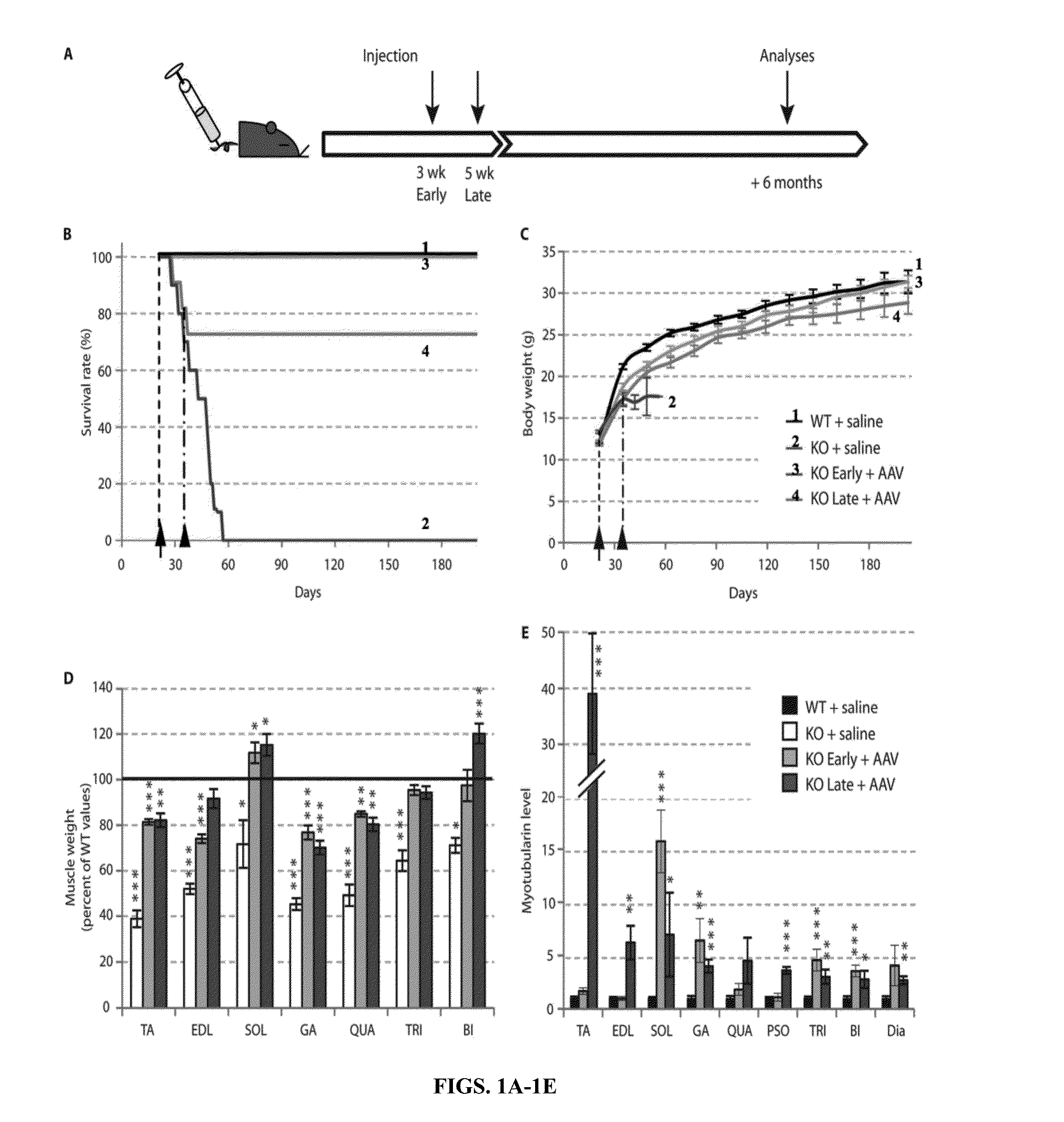 Systemic Gene Replacement Therapy for Treatment of X-Linked MyoTubular Myopathy (XLMTM)