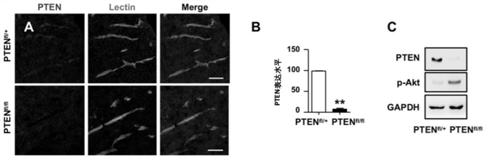 Method for regulating and controlling blood brain barrier permeability and application of method for regulating and controlling blood brain barrier permeability