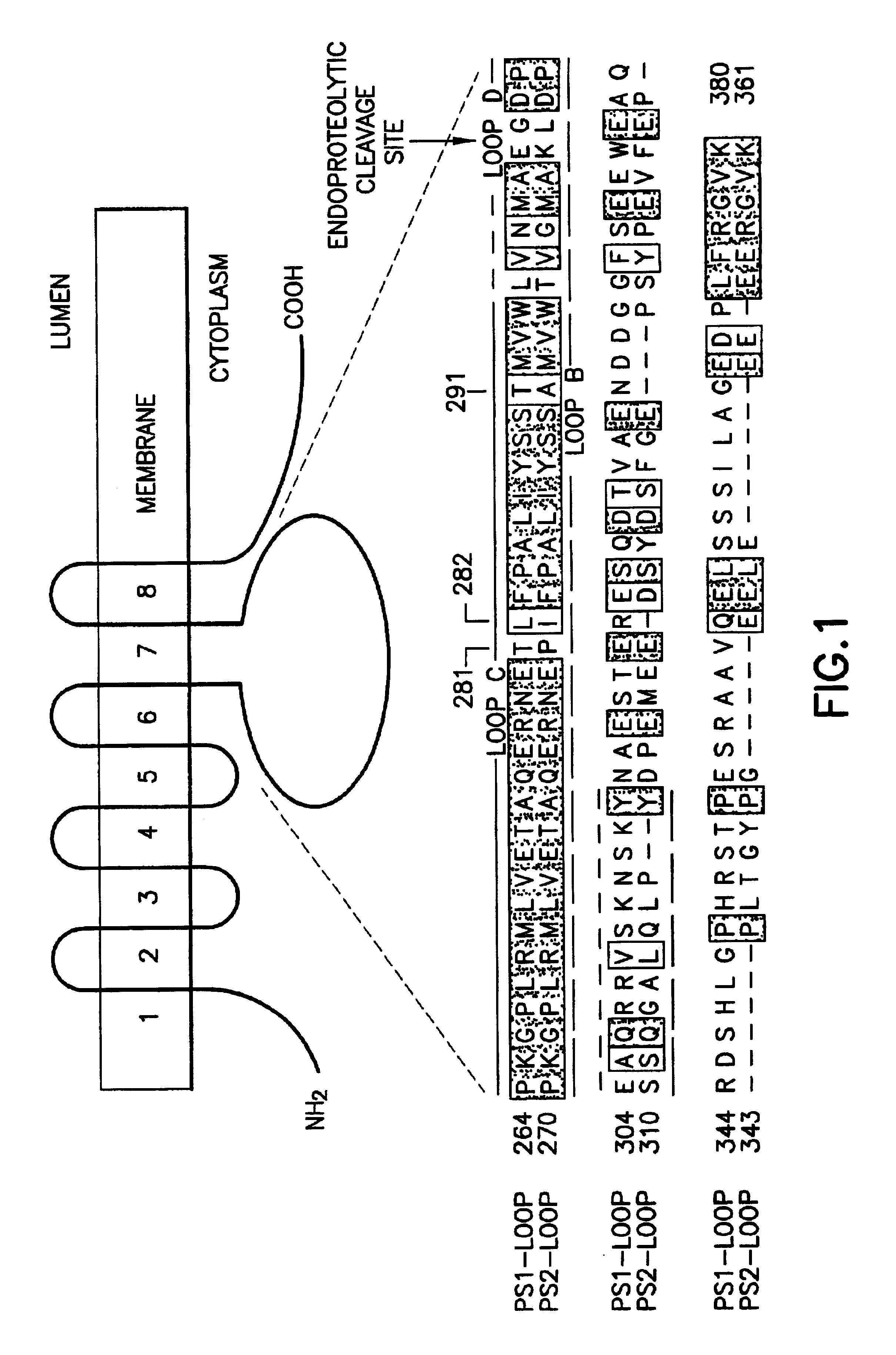 Method of controlling the binding of calmyrin to presenilin