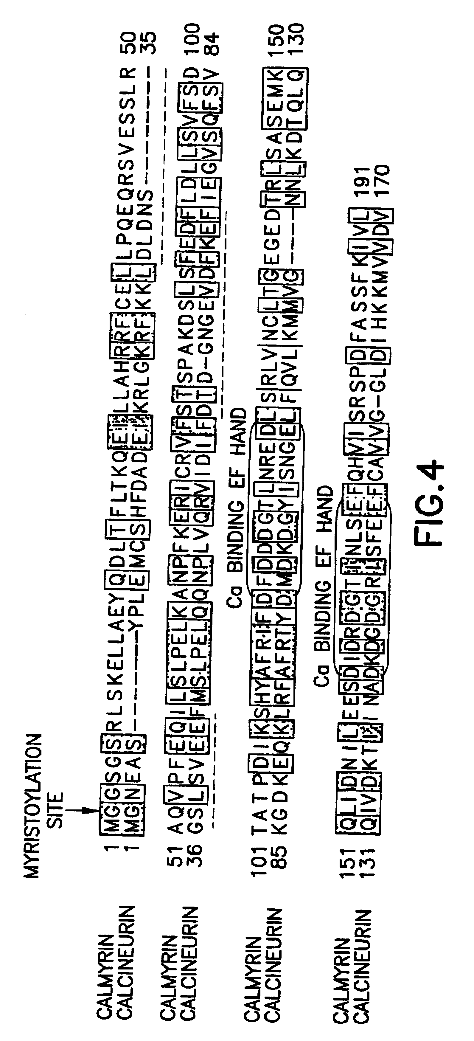 Method of controlling the binding of calmyrin to presenilin