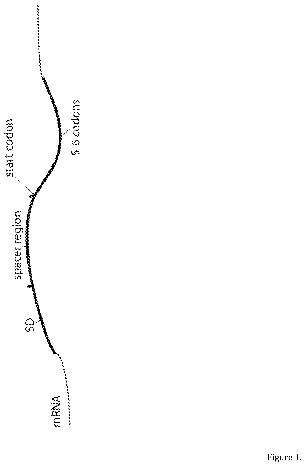 Selective optimization of a ribosome binding site for protein production