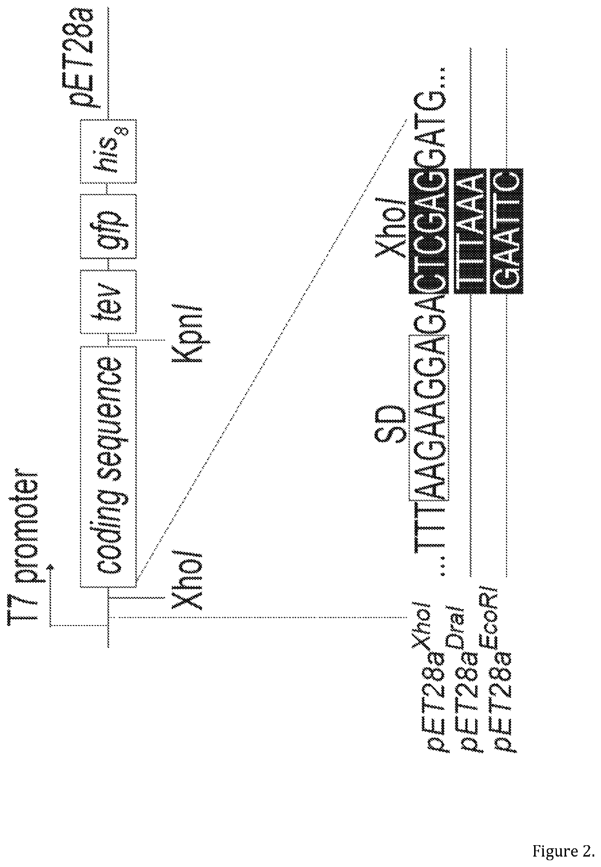 Selective optimization of a ribosome binding site for protein production