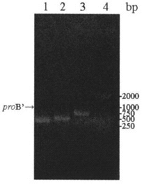 Method for improving yield of arginine of corynebacterium crenatum by synthesis way through knocking out proline