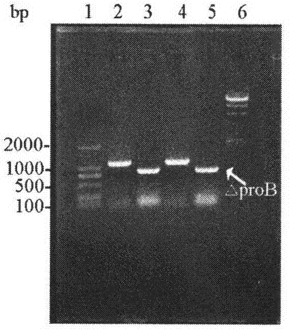 Method for improving yield of arginine of corynebacterium crenatum by synthesis way through knocking out proline