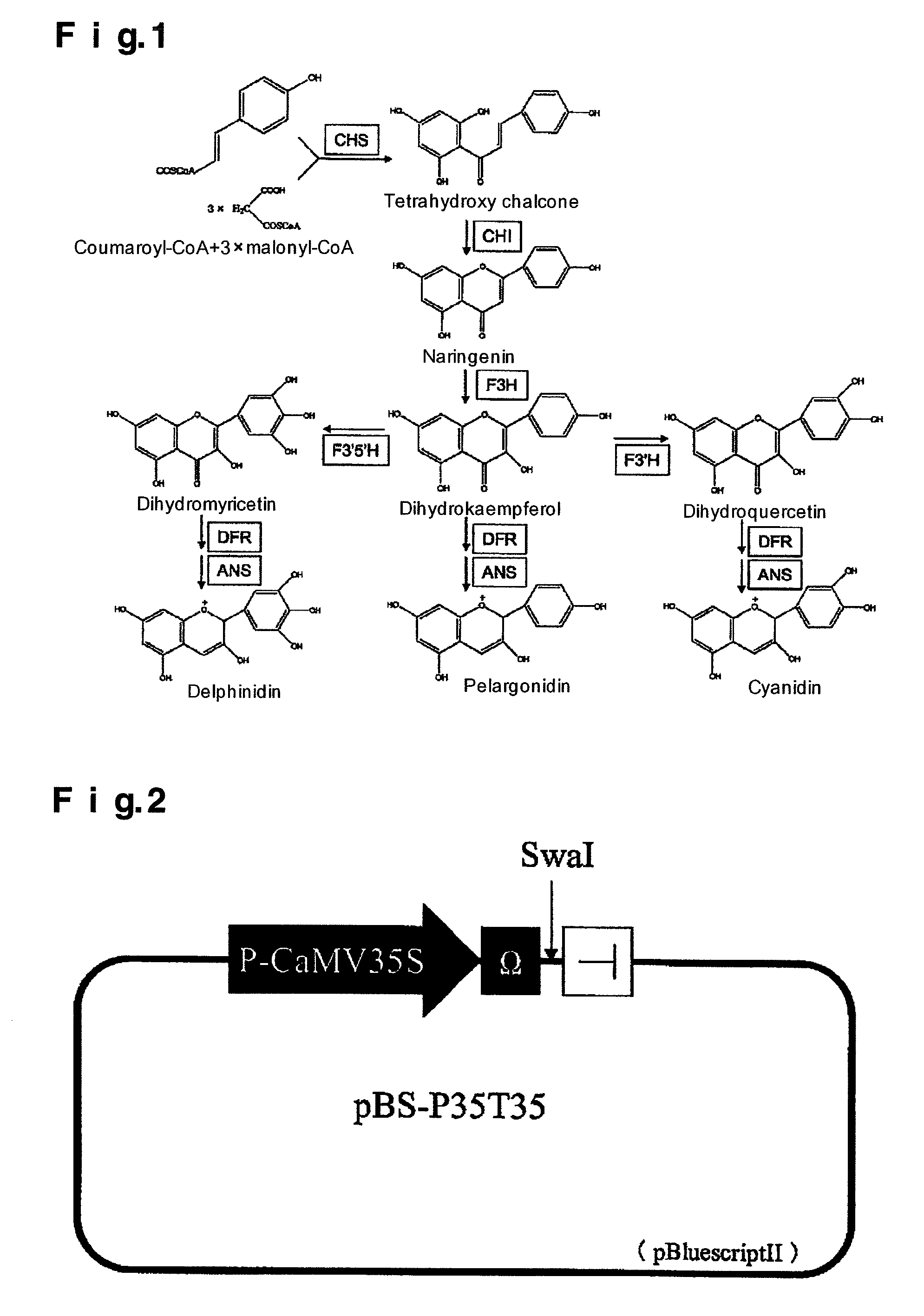 Flavonoid-3',5'-hydroxylase gene of commelina communis