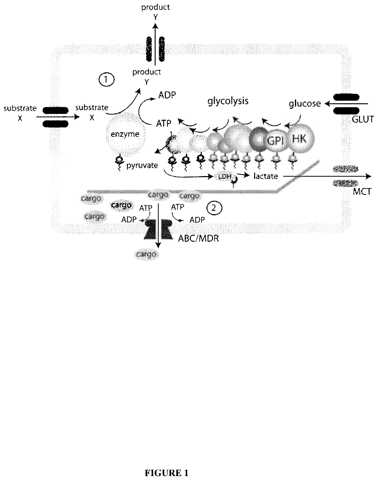 System for production of adenosine triphosphate