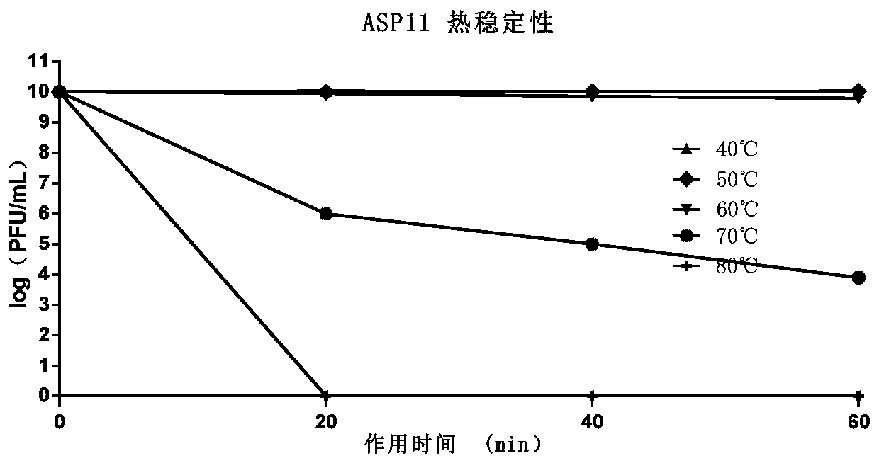 A strain of Pseudomonas aeruginosa phage and its application