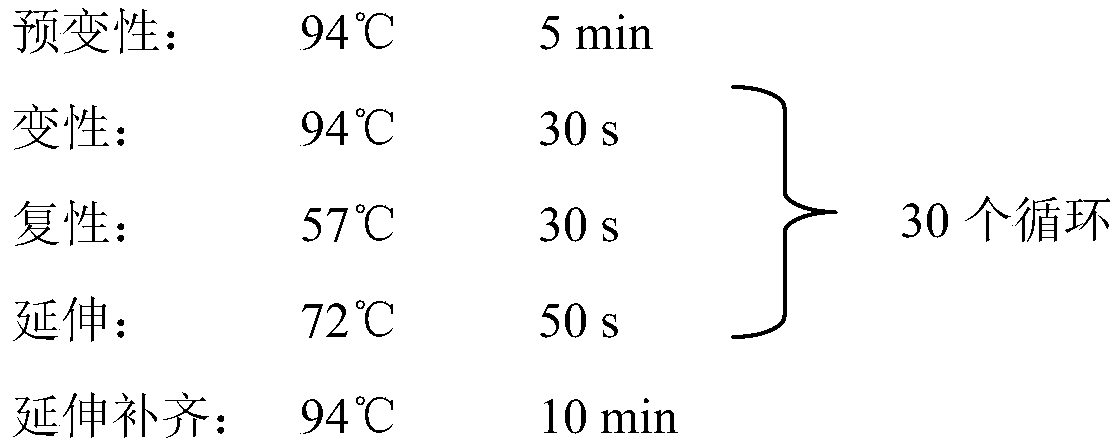 Marine fungus derived azaphilones dimer compound and application thereof in anti-tuberculosis medicaments