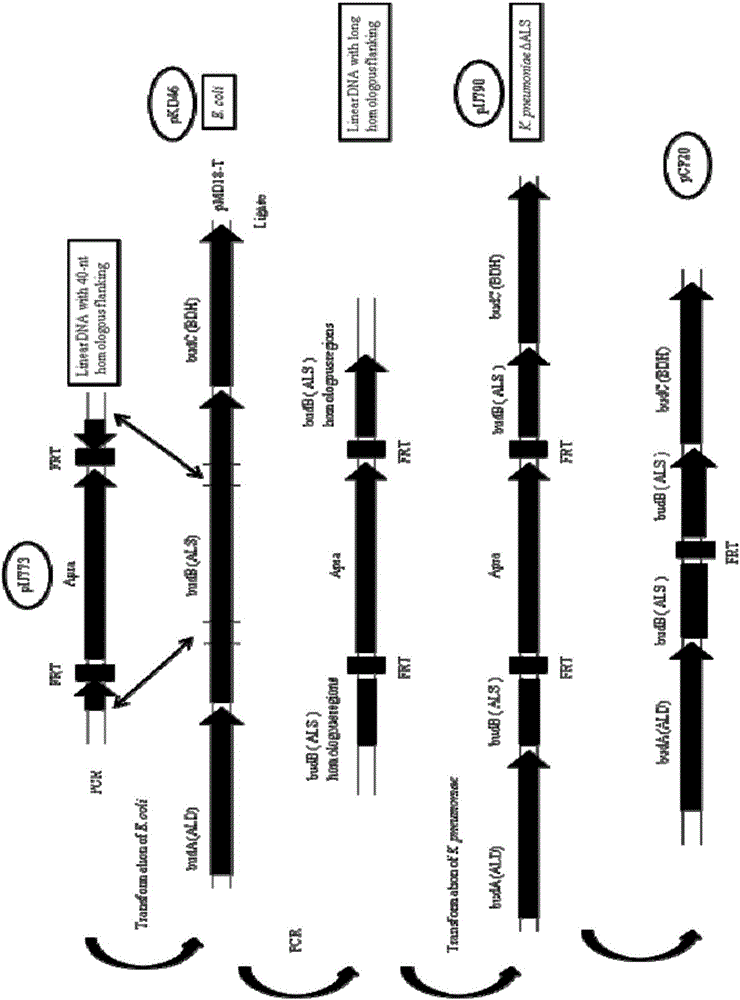 Double-gene knockout engineering bacteria and construction method and application thereof in fermentation production of 1,3-propylene glycol