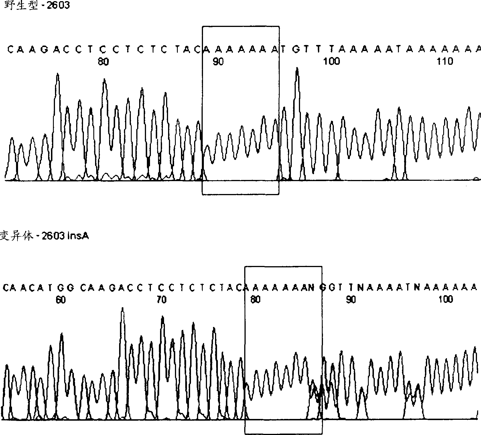 Htsnps for determining a genotype of cytochrome P450 1a2, 2A6 and 2D6, PXR and UPD-glucuronosyltransferase 1A gene and multiplex genotyping methods using thereof